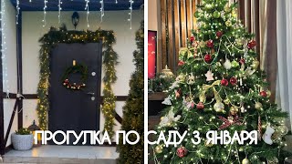 Прогулка по саду 3 января. Обзор хвойных зимой.