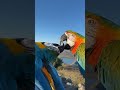 love bird couple kiss🦜😗 shorts youtubeshorts birds kiss viral tiktok