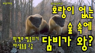 #담비 #노란목도리담비[와일드포커스] 호랑이 없는 숲 속에 담비가 왕?