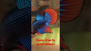 ป่าตะวันออกพัฒนา (siamoreintalis betta hybrid)