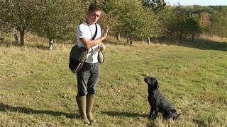 Gundog training: Stay