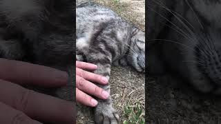 寝転んだまま信頼して撫でさせてくれるサバトラ猫ちゃんかわいい #Shorts