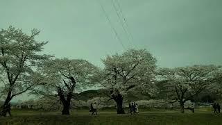 宮城県にある一目千本桜　One at a glance thousand cherry trees in Miyagi prefecture, Japan