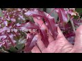 冬天常青阔叶植物的伤害和保护，以十大功劳（mahonia）为例，适用杜鹃花的过冬保护