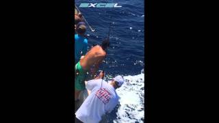 Incredible Sailfish Tailwalk