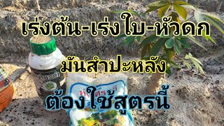 เร่งต้น-เร่งใบ-หัวดก มันสำปะหลัง ต้องใช้สูตรนี้#มันสำปะหลัง