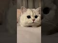 Cutest cat 🥺💖 #shorts #cat #cutepets  #cute #funny #cutecat #cuteanimals #funnyanimal #funnyvideo