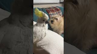 Piti the cockatoo and Sandy, the dog are friends forever! #song #Dog #Birds #Cockatoo #Friends.