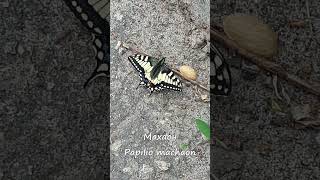 Papilio Mahaon #shorts