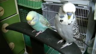 福岡県手乗りインコ専門店ペットミッキン　びっくり　ノーマルセキセイインコと手乗りジャンボセキセイインコヒナの大きさ比較２