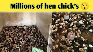 How To Raising Millions of Free Range Chicken For Eggs and Meat - Chicken Farming - Meat Factory