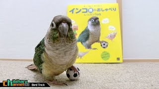 ウロコインコ：チビハル 【表紙とコラボ！～2冊目】 Conure: Collaboration with Cover - second book -