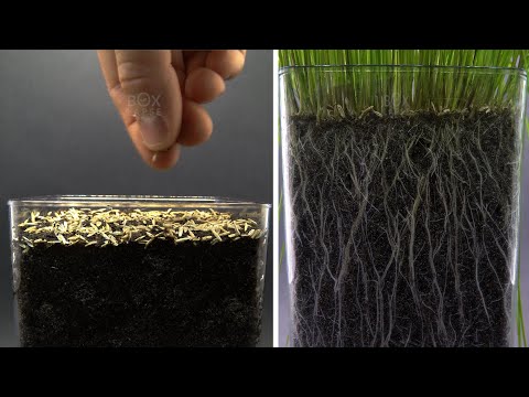 What type of grass grows in the water?