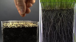 Grass Roots Growing Underground Time Lapse - 30 days