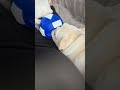 ミルの勝ち フレブル フレンチブルドッグ frenchbulldog