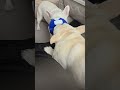 ミルの勝ち フレブル フレンチブルドッグ frenchbulldog