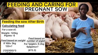 Detailed Feeding and Caring for Pregnant Pigs (Sows)