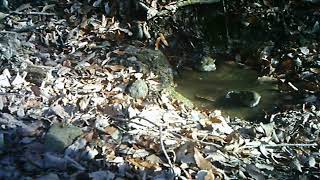 ２羽のシロハラが仲良く水浴びをしています