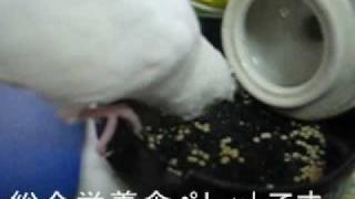 セキセイインコのレティがペレットを食べています。