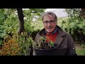 geranien pelargonien vom balkon frostfrei über den winter bringen horst sein schrebergarten