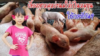 พี่อลิซกะน้องทาวิน | เลี้ยงลูกหมูหย่านมให้เป็นหมูขุน 🐖 | เล่งเค็งฟาร์ม