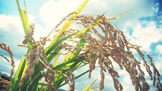 お米があなたに届くまで（お米ができるまで）鳥日和～とりびより～　鳥飼農場