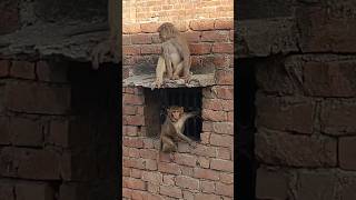 Shree Ram Kirtan |Cute Monkey Baby Love ❤️ #jayhunuman #shortsfeed