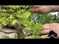 Bald Cypress (Taxodium) - Greenwood Bonsai