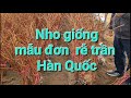 KỸ THUẬT TRỒNG NHO ( giàn chữ Y)TỪ A-Z PHẦN 29 : CHẤT LƯỢNG CÂY NHO GIỐNG LÀ ƯU TIÊN SỐ 1