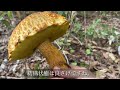 summer porcini picking video