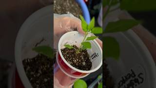 Potting up pepper the double cup method #seedlingcare #peppers #garden #seedstarting #gardeanswer