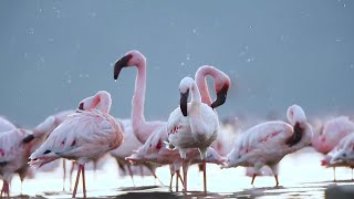 A Study in Pink: The Flamboyant Flamingos of Kutch