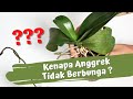 Kenapa Anggrek Tidak Berbunga ?