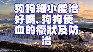 狗狗細小能治好嗎,狗狗便血的癥狀及防治