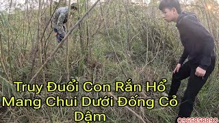 Kịch Tính Anh Em Team Đoàn Dương Truy Tìm Rắn Hổ Mang Chui Rúc Dưới Đống Cỏ Dậm...