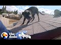 Pittie Found on Roof is So Happy to See Rescuers | The Dodo Pittie Nation