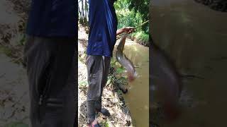 വലിയ കാരി മീന്‍, Easter special #shorts #fishing #fishingfreeks #omkv#handfishing