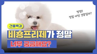 비숑프리제(Bichon Frise)가 정말 너무 궁금해요? KBS 개는 훌륭하다에 나온 구름이! 강사모 견종백과!