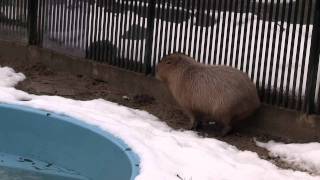 カピバラ　（富山市ファミリーパーク篇）今日は・・・無理ね