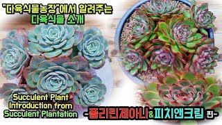 다육식물농장에서 소개해주는 다육식물 폴리린제아나 \u0026 피치앤크림 - Succulent Plant Introduction from Succulent Plantation