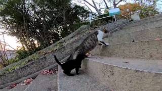 夕方、猫だらけの神社に猫の集会に行ってきました。