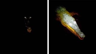 Crocodile's Eyes And Jaw Shine As Man Approaches River