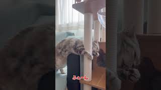 じゃらしと格闘する妹猫（Little sister cat struggling with a toy）#スコティッシュフォールド #shorts #猫