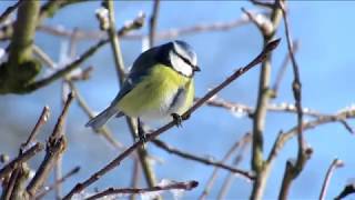 184 Sýkora modřinka, Cyanistes caeruleus, Blue Tit, Blaumeise, 1.2. 2015