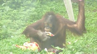 円山動物園ではカラスに気をつけましょう　オランウータンのハヤトとお母さん