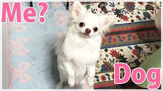 【おもしろい犬の姿がかわいい】ミーヤキャットなチワワのコハクさん