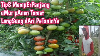 CARA MEMPERPANJANG UMUR TANAMAN TOMAT