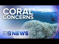 Great Barrier Reef health check finds coral cover is shrinking | Nine News Australia