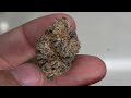 michigan dispensary flower review lemon butter by information entropy