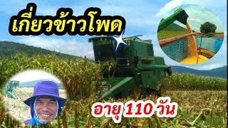 เกี่ยวข้าวโพด อายุ 110 วัน